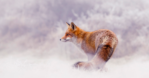 19 Pictures Of Foxes In Winter Wonderland That I Took (New Pics)