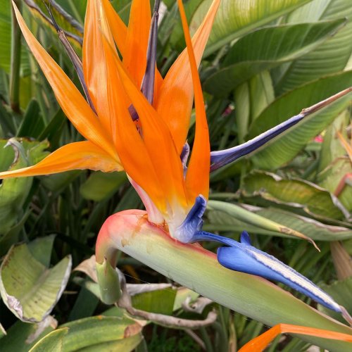 Handy Tips to Grow Bird of Paradise Plants with Ease