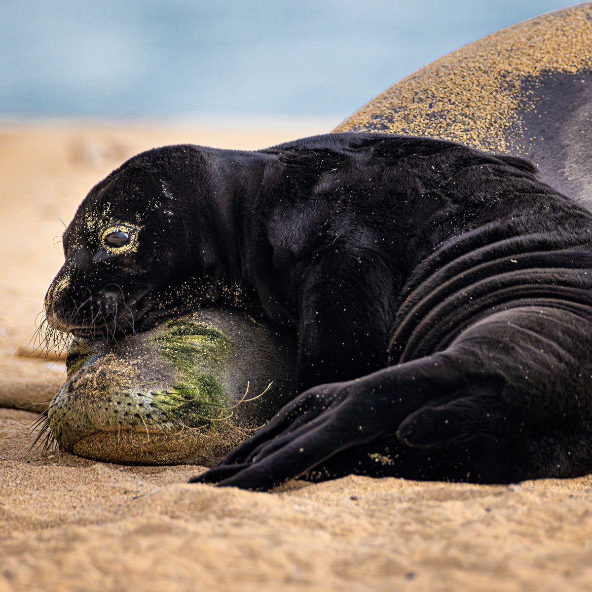 94 Stunning Images From The 2026 Ocean Photographer Of The Year Awards