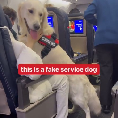 “Total BS”: Passengers Tired Of “Fake Service Dogs” On Flights