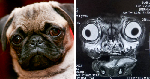 Someone Shows What A Pug’s MRI Scan Looks Like And It’s Pretty ...