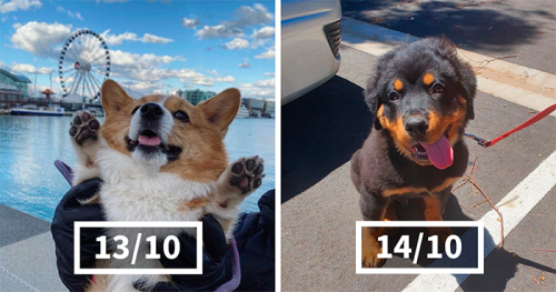 This Twitter Account Rates 120 Dogs And It’s Hilarious (New Pics)