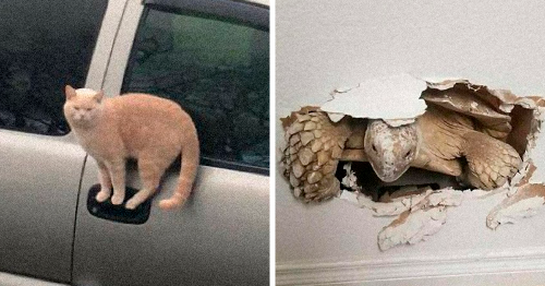 91 Weird Animal Photos That “Cannot Be Explained”