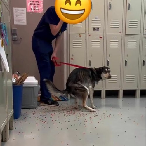 Dog Poops Out Rainbow Orbeez After He Apparently Mistook Them For A Good Snack