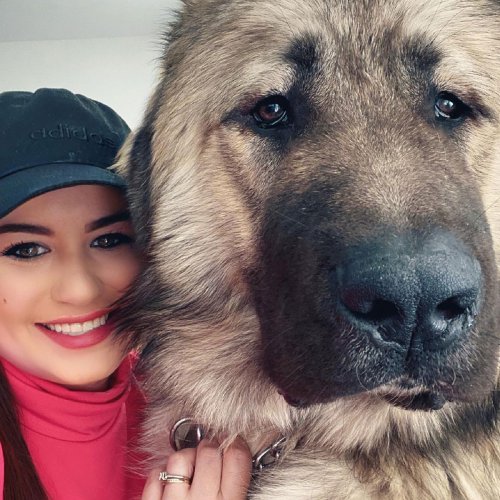 This Family From Boston Shares What It’s Like To Live With A Massive Guard Dog That Gets Mistaken For A Bear