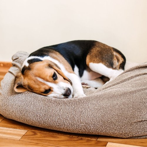 Dog Owner Wants To Ask Her Roommate To Cover $800 Vet Bill, Divides The Internet
