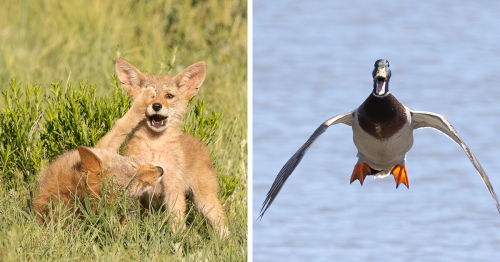 15 Of The Best Entries So Far In The Comedy Wildlife Photography Awards 2022