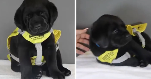 Guide Pup-In-Training Falls Asleep During Important Photoshoot, And 11M People Can’t Handle The Cuteness