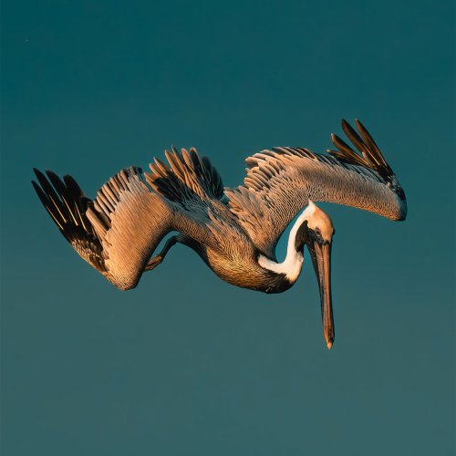 30 Striking Photos Of Wild Birds That Show Just How Majestic Nature Can Be
