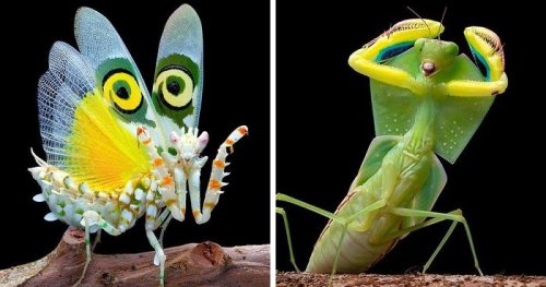 Photographer Captures Amusing Pics Of Stunning Mantises, And Here Are 30 Of The Best Ones