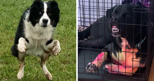 “Aww, They’re So Stupid”: 105 Pics Of Dorky Dogs That People Just Had To Share (New Pics)