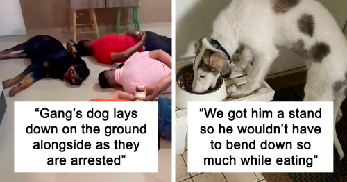 “What’s Wrong With Your Dog?”: 50 Hilarious Times Dogs Seemed To Malfunction Hard (New Pics)