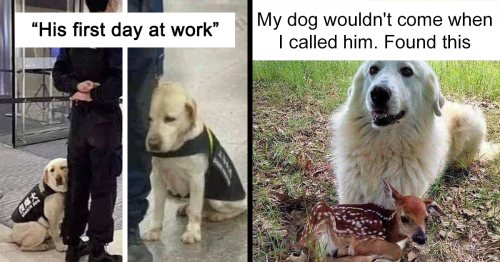 50 Reasons Why Dogs Are Better Than Cats, And Here Are The Pics And Memes To Prove It
