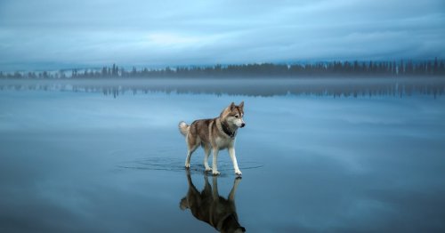 Magical Photos Of Siberian Huskies Playing On A Mirror-Like Frozen Lake In Russia’s Arctic Region