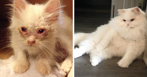 Kitten Found On Roadside Turns Into A Fluffy Giant As His Pictures Go Viral On Social Media