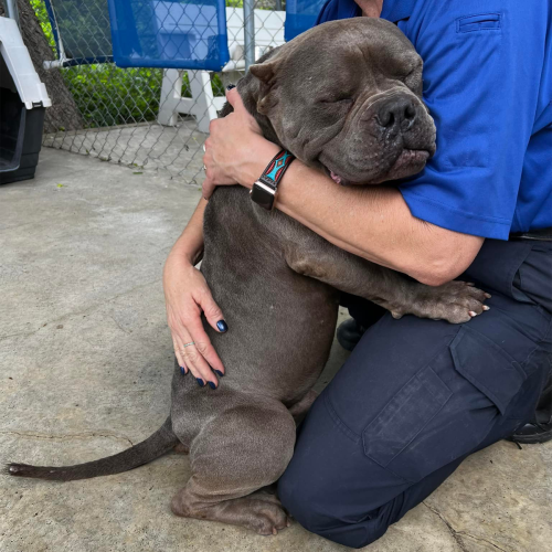 Lovely Pitbull Can’t Stop Hugging Woman Who Gave Him Foster Home, Goes Viral When Pics Spread Online