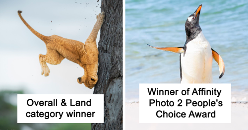 16 Winning Shots From The Comedy Wildlife Photography Awards 2022 Interview
