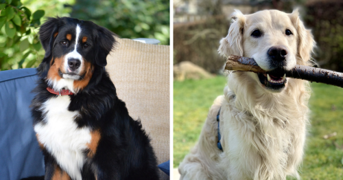 31 Best Dogs For First-Time Owners