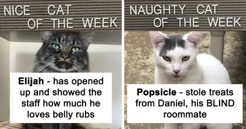 20 Cute Cats That Were Naughty And Nice This Week, Shared On This Cat Rescue’s Instagram Page