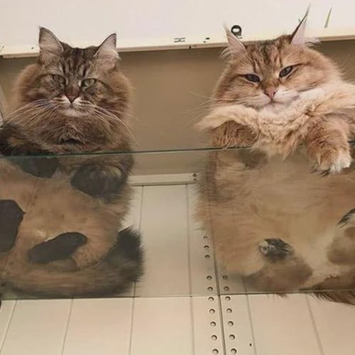 Feline Lovers Assemble: Here Are 45 Funny Pics Of Cats On Glass That You Might Love