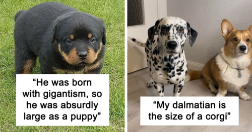 49 Of The Rarest Genetic Mutations Ever Spotted In Pets