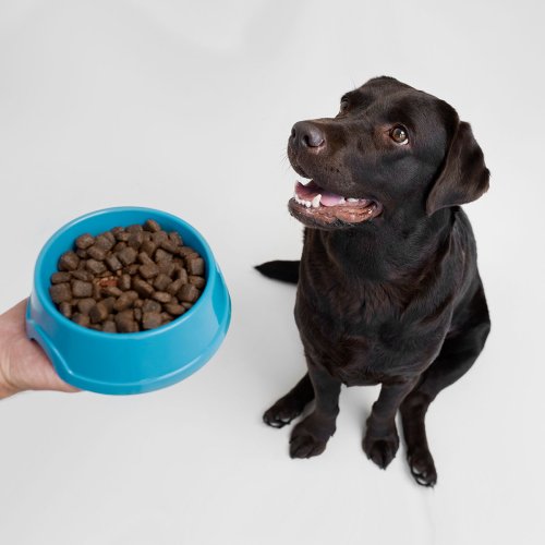 How Much to Feed a Dog: Vet’s Dog Feeding Chart