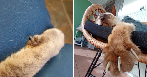 The ‘Murder Mittens’ Group Is All About Cats Showing Off Their Claws, And Here Are 130 Of The Most Scarily Cute Ones (New Pics)