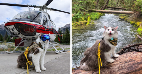 This Is Gary, The Meowntaineering Rescue Cat And His Adventures Are Adorable