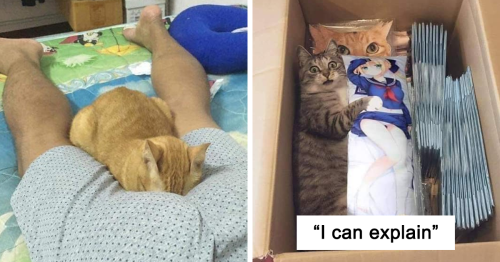50 Times Cats Cracked Their Owners Up By Acting Like Total Weirdos, As Shared On This Twitter Page (New Pics)