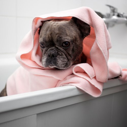 Oatmeal Bath for Dogs: A Step-by-Step Guide for Itchy Skin