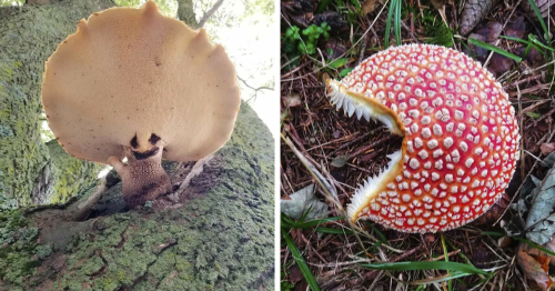102 Times People Found Something Amazing While Foraging And Just Had To Share In This Dedicated Online Groups (New Pics)