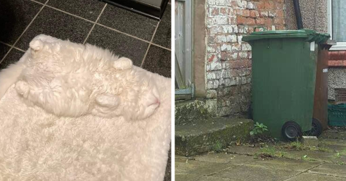 30 Cats Who Are The True Masters Of ‘Hide And Seek’ As Shared On This Twitter Page