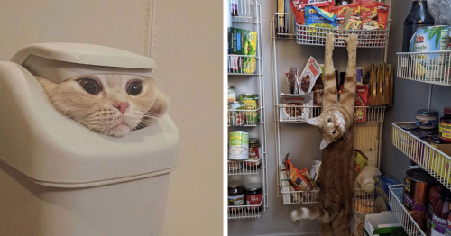 50 Cats Acting So Weird, People Just Had To Take A Pic, As Shared On This Twitter Page