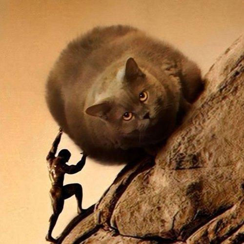 These 35 Cat Memes Are Proof That Cats Make The Internet A Better Place