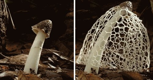 8 Mesmerizing Timelapse GIFs Showing How Mushrooms Grow