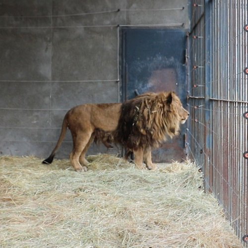 Ruben Was Rescued From Life In A Concrete Cell And Relocated To A Wildlife Sanctuary In South Africa Interview