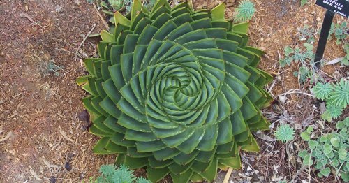 116 Photos Of Geometrical Plants For Symmetry Lovers