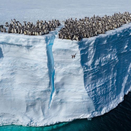 Record-Breaking Footage Captures Hundreds Of Baby Penguins Diving From 50-Foot Cliff