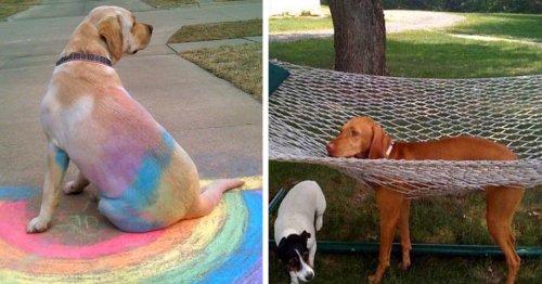 78 Dogs That Immediately Regretted Their Poor Life Choices
