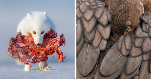 The Best 69 Wildlife Photos Revealed In The 2022 WildArt Photographer Of The Year Contest
