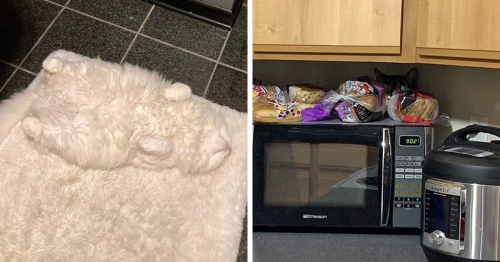 ‘There Is No Cat In This Image’: 54 Pics Of Very Well-Hidden Cats
