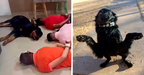 People In This Hilarious Online Group Are Deciding What’s Wrong With These Dogs, Here Are 108 Of The Best Pics (New Pics)