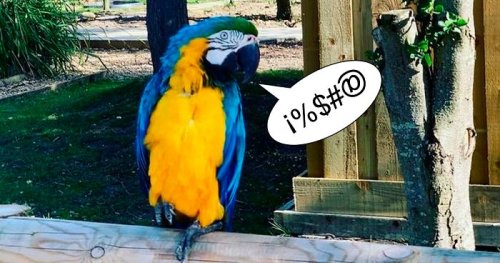 Parrots Get Removed From Public View At A Wildlife Park After Teaching Each Other How To Swear During Quarantine