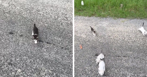 Man ‘Ambushed’ By Kittens As He Stops On The Side Of The Road To Rescue One
