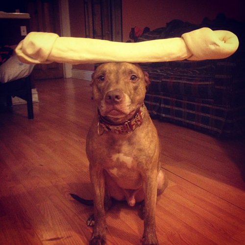 Meet Scout, The World’s Most Patient Dog Who Can Balance Anything On His Head