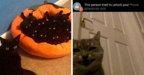 “Cats Who Share One Braincell”: 50 Times Cats Acted So Dorky, Their Pics Ended Up On This Twitter Page