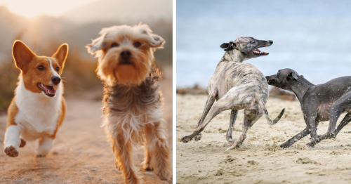 Why Do Dogs Run Away? Common Reasons and How to Stop It