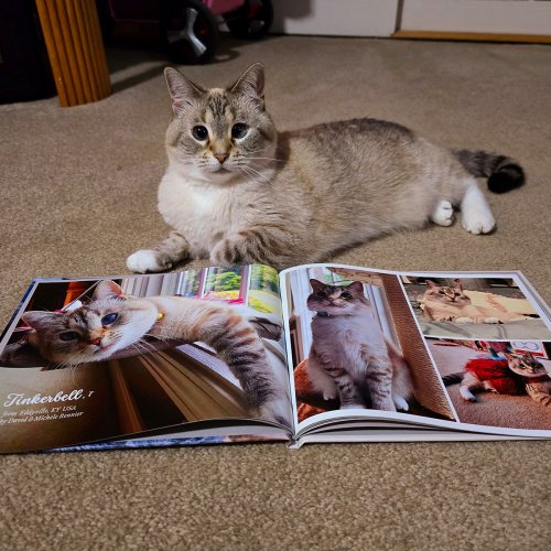 Here’s Our International Cat Photo Contest You Can Join To Make Your Feline A Star
