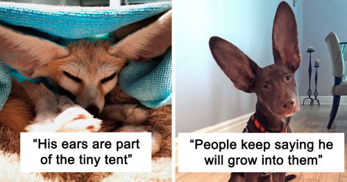 “A Few Sizes Too Big”: 50 Animals That Were Gifted With Enormous Ears