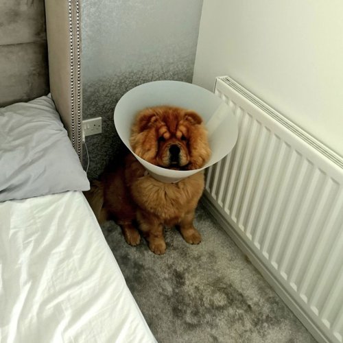65 Funny Posts That Showcase The Unique Brand Of Scottish Humor (New Pics)